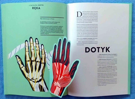 OUTLET Anatomia. Obraz ludzkiego ciała na wyjątkowych ażurowych rycinach. Helene Druvert